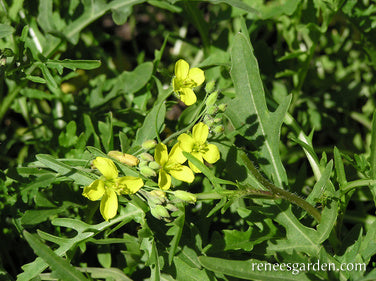 Heirloom Rustic Arugula