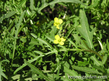 Heirloom Rustic Arugula