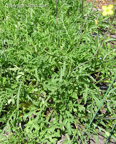 Heirloom Rustic Arugula