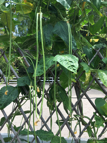 Yard Long Noodle King