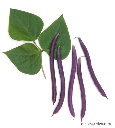 Rich Purple Pod