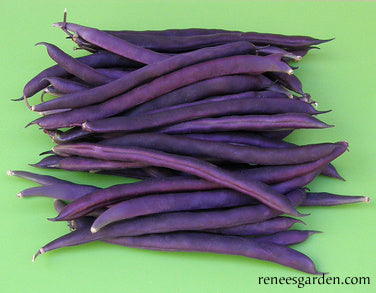 Rich Purple Pod