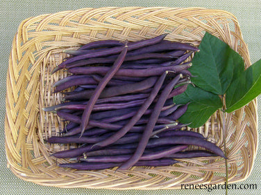 Rich Purple Pod