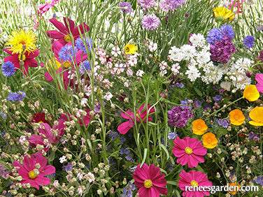 Early Blooming Beekeeper's Mix