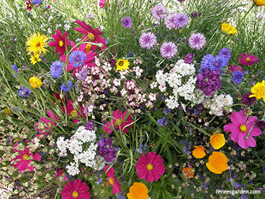 Early Blooming Beekeeper's Mix