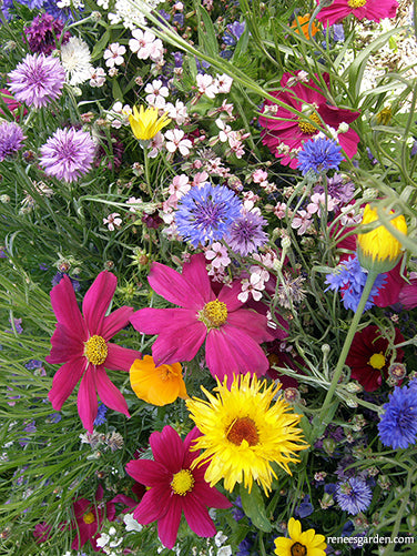 Early Blooming Beekeeper's Mix