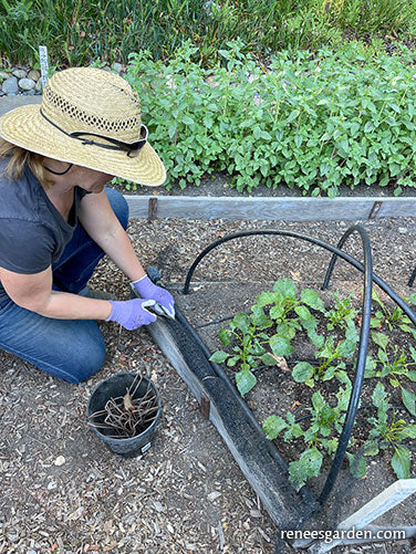 Bird X Netting: Critical Seedling Protection