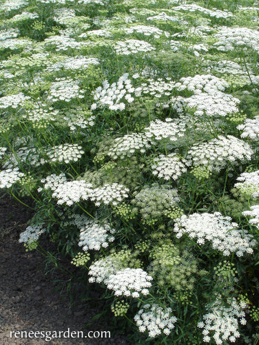 White Bishop's Lace