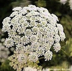 White Bishop's Lace