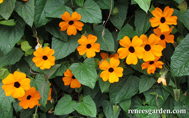 Black-Eyed Susan Vine