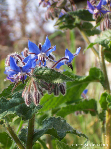 Blue Borage