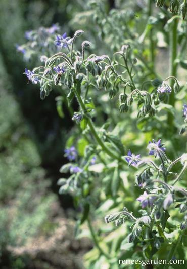 Blue Borage