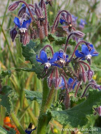 Blue Borage