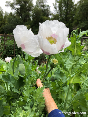 Hungarian Breadseed Poppy