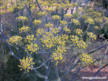 Smokey Bronze Fennel