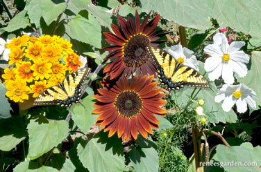 Seeds for A Butterfly Garden