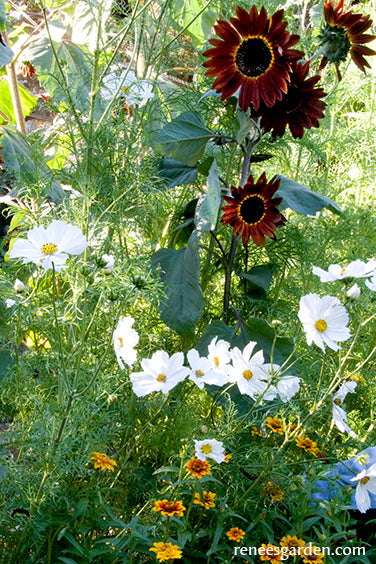 Seeds for A Butterfly Garden