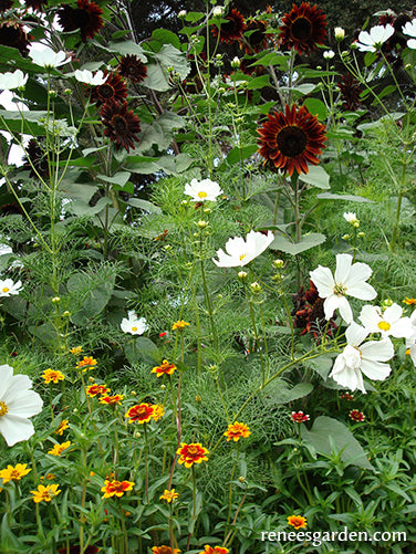 Seeds for A Butterfly Garden