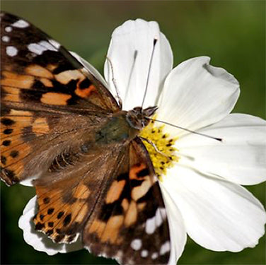 Seeds for A Butterfly Garden