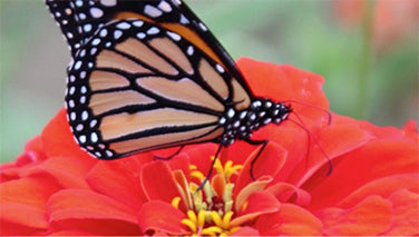 Seeds for A Butterfly Garden