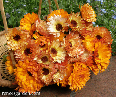 Flashback Calendula