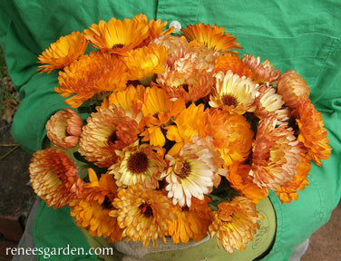 Flashback Calendula