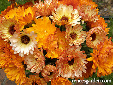 Flashback Calendula