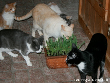 Gourmet Mixed Greens