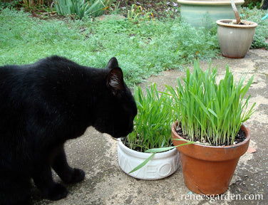 Gourmet Greens Cat Treats