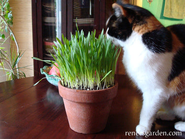 Gourmet Greens Cat Treats