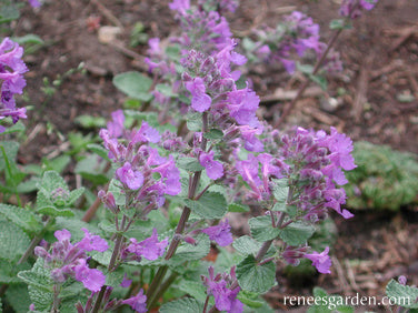 Catmint