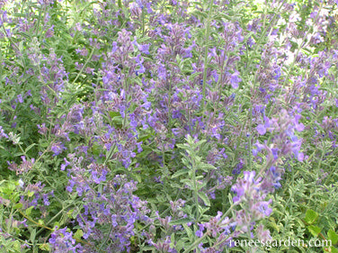 Catmint