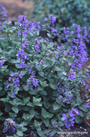 Catmint