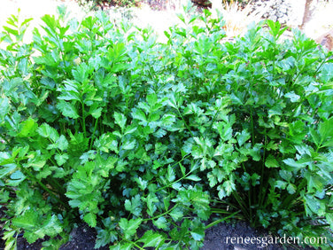 Amsterdam Seasoning Celery