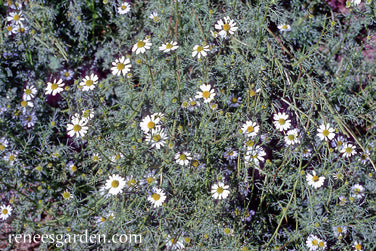 Bodegold Chamomile