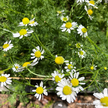 Bodegold Chamomile