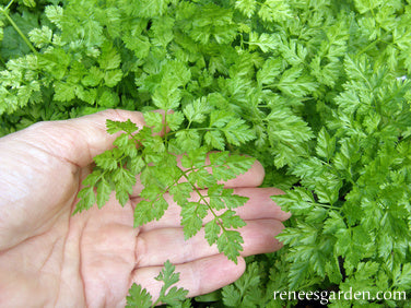 French Chervil