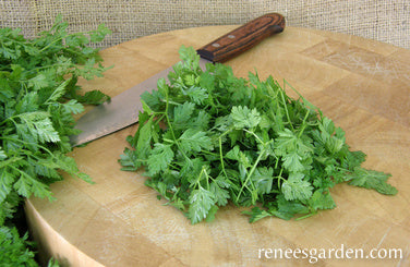 French Chervil