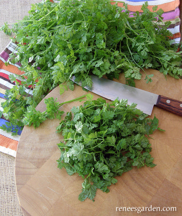 French Chervil