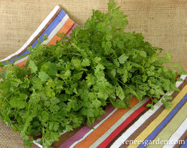 French Chervil