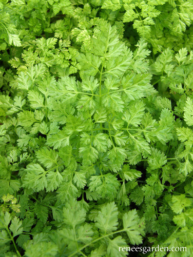 French Chervil