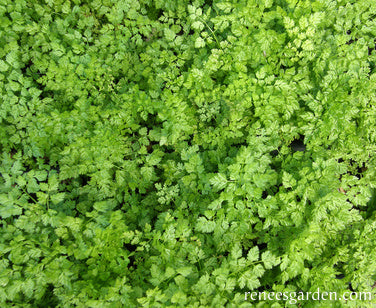 French Chervil