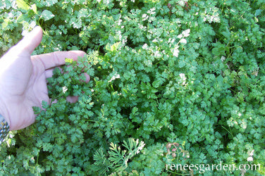 French Chervil