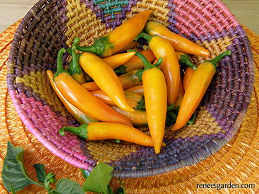 Bulgarian Carrot