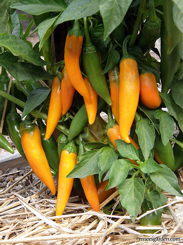 Bulgarian Carrot