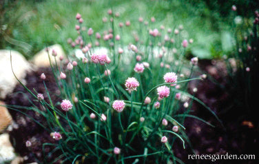 Fine Leaf Chives