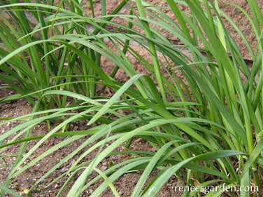 Garlic Chives