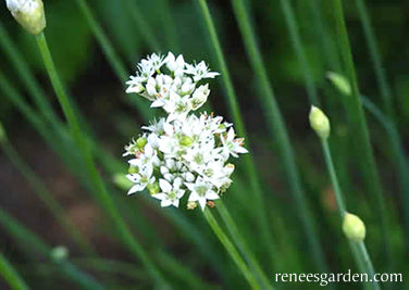 Garlic Chives