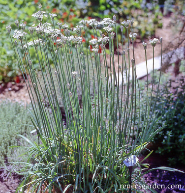 Garlic Chives