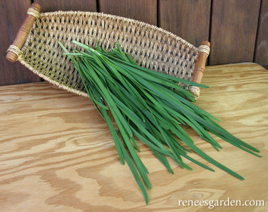 Garlic Chives